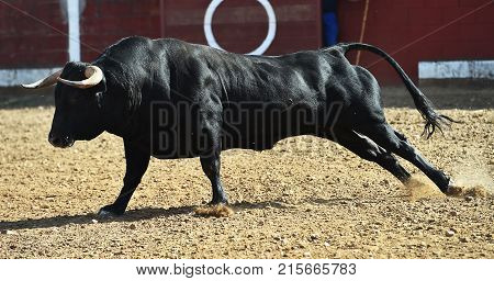 bull in spain with big horns running in bulring