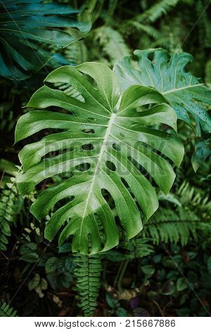 Grean leaf of Monstera plant in forest