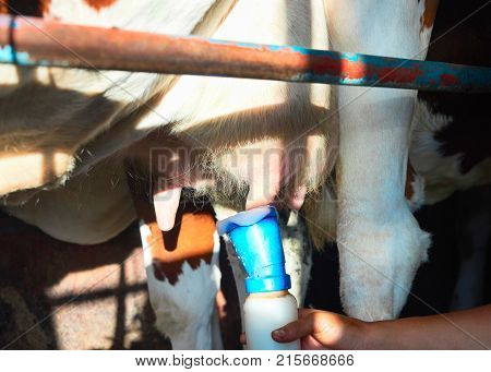 Washing of cow utter before milking operation Franche Comte France.