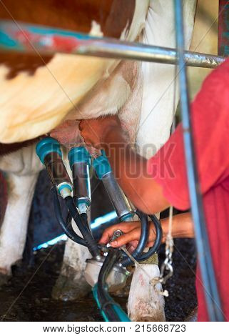 Milkman doing milking operation with cows utter and pipelines Franche Comte France.