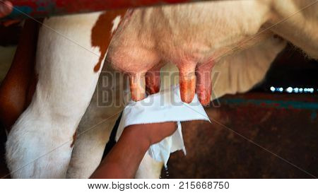 Fatmilking of cow utter before milking Franche Comte France.