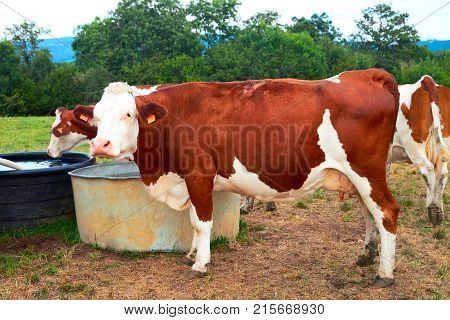 Cows at water trough in pasture Franche Comte France.