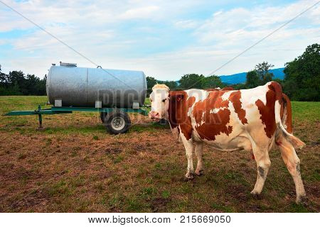 Cow at watertrough in pasture Franche Comte France.