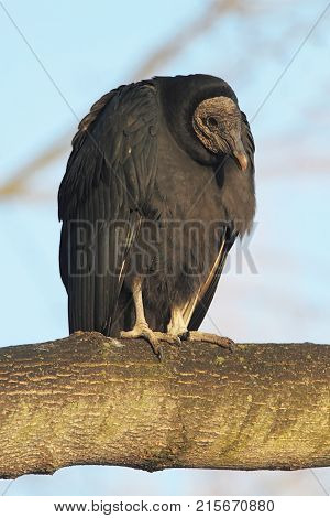 Black Vulture (Coragyps atratus) perched in a tree