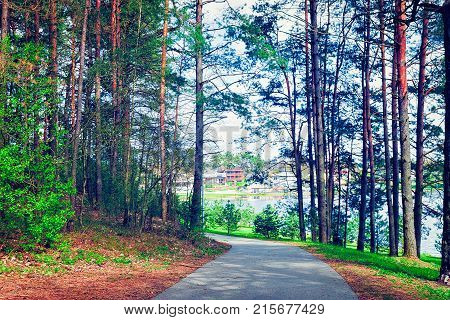 Walkway in the pine forest in Druskininkai Lithuania