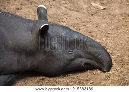 Malayan tapir (Tapirus indicus), also known as the Asian tapir.