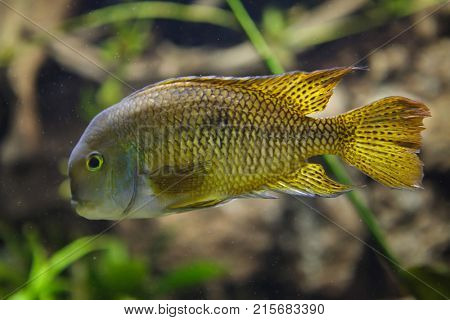 Moga (Hypsophrys nicaraguensis), also known as the nickie or parrot cichlid.