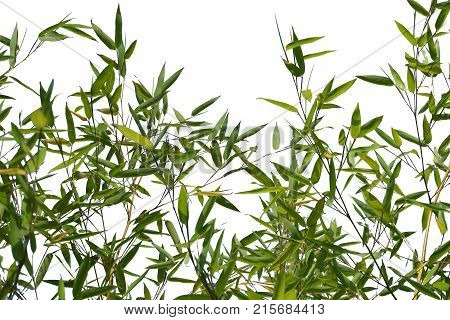 Bamboo leaves isolated on white background. Beautiful green