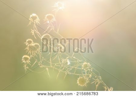 Abstract autumn natural background with dried flowers on a meadow in sunlight on a vibrant mottled background. Selective focus.