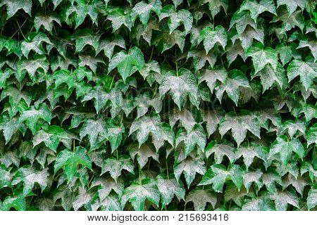 Dead outumn leaves on a tree