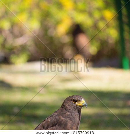 Harris Hawk waiting to heal to return to freedom