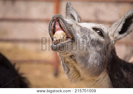 Donkey smiling for the camera before the slaughter house