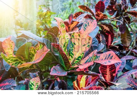 Croton Codiaeum Variegatum Plants With Colorful Leaves In Tropical Garden.