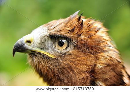 Golden eagle (Aquila chrysaetos).
The golden eagle is one of the best-known birds of prey in the Northern Hemisphere. It is the most widely distributed species of eagle.
