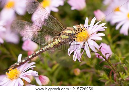 large dragonfly close-up portrait on a flower of hellebore, against a background of other lilac flowers
