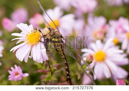 large dragonfly close-up portrait on a flower of hellebore, against a background of other lilac flowers