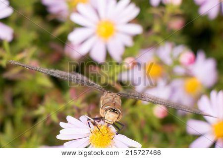 large dragonfly close-up portrait on a flower of hellebore, against a background of other lilac flowers