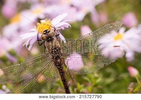 large dragonfly close-up portrait on a flower of hellebore, against a background of other lilac flowers