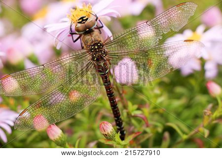 large dragonfly close-up portrait on a flower of hellebore, against a background of other lilac flowers
