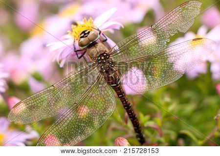 large dragonfly close-up portrait on a flower of hellebore, against a background of other lilac flowers