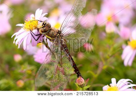 large dragonfly close-up portrait on a flower of hellebore, against a background of other lilac flowers