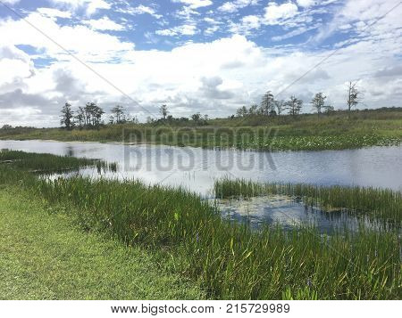 Shore Of The Swamps And Rivers Of The Marsh