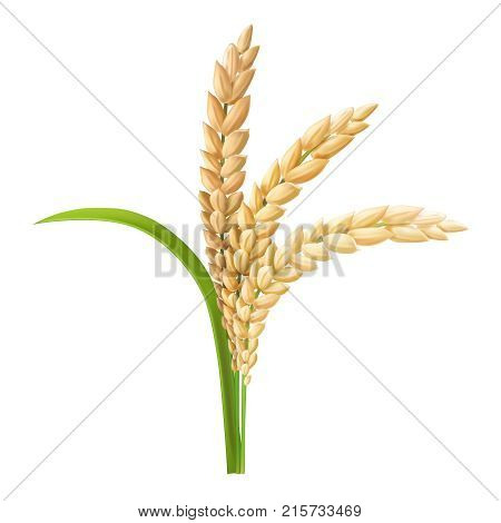 Rice ear realistic vector illustration. Isolated on white