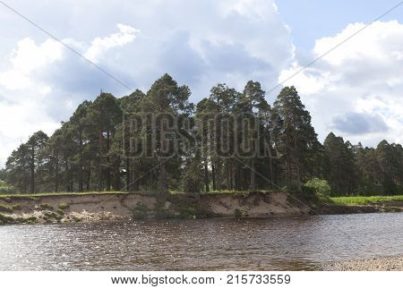 Pesterevskaya grove in the village of Verkhovazhye Vologda Region, Russia