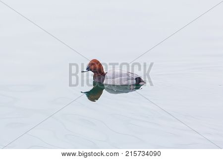 Eurasian Male Pochard Duck (aythya Ferina) Swimming Mirorred Water Surface
