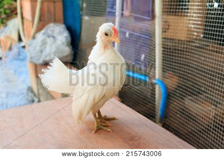 white chicken species hen serama in farm south of Thailand