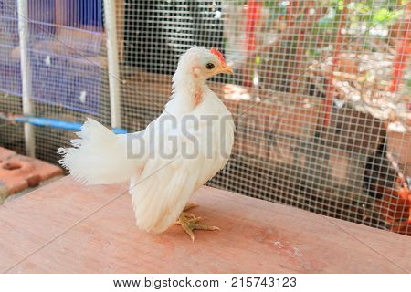 white chicken species hen serama in farm south of Thailand