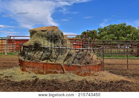 Round metal hay manger in a feedlot is filled with opened round bales of hay.
