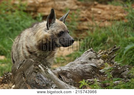 Brown hyena walking in the nature looking habitat in zoo. Wild animals in captivity. Beautiful canine and carnivore. Hyaena brunnea.