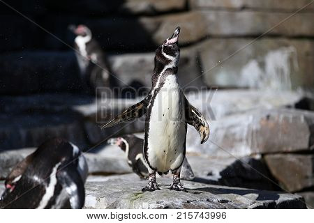 Cute little megallenic penguin. Beautiful and cute little bird. Wild animals in captivity. Spheniscus magellanicus.