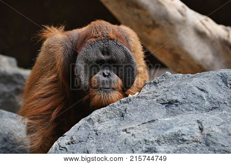 Endangered bornean orangutan in the rocky habitat. Pongo pygmaeus. Wild animal behind the bars. Beautiful and cute creature.