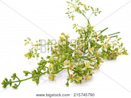 Siamese neem tree Nim Margosa Quinine on white background