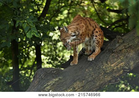 Euroasian lynx in the bavarian national park in eastern germany, european wild cats, animals in european forests, lynx lynx