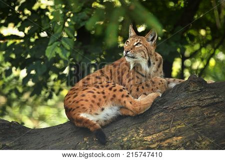 Euroasian lynx in the bavarian national park in eastern germany, european wild cats, animals in european forests, lynx lynx