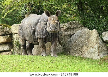 Indian rhinoceros in the beautiful nature looking habitat.  One horned rhino.