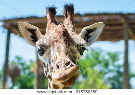 funny giraffe smiles and grimaces builds his face laughs