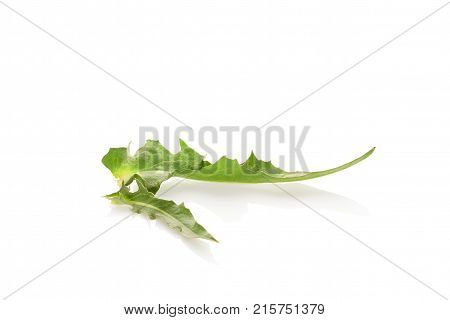 Chicory leaf isolated on the white background. Medicinal herbs concept.
