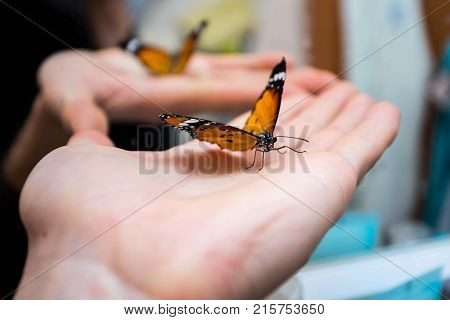 Colorful Butterfly Sitting On The Palm
