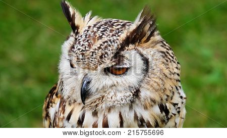 Owl bird of the order Strigiformes. Predator with large wide head