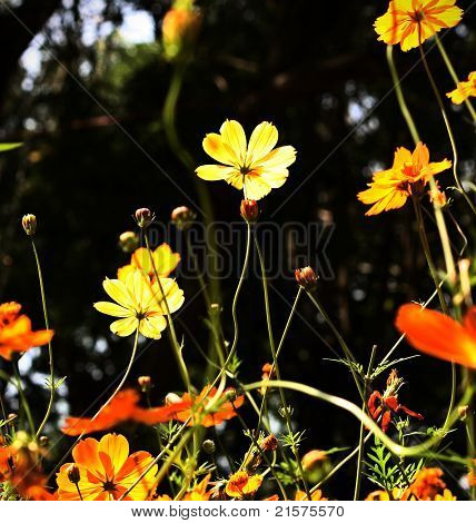 Gelbe Kosmos Blumen