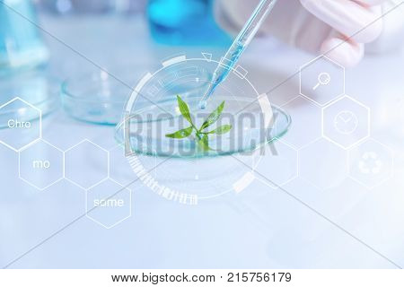 selective focus a small organic plant Beauty background scientist is sampling a chemical extract from organic natural research and develop background