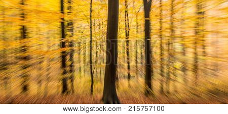 Autumn Forest Abstract Blur Motion Wood Landscape