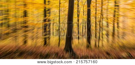 Autumn Forest Abstract Blur Motion Wood Landscape