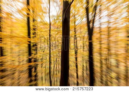 Autumn Forest Abstract Blur Motion Wood Landscape