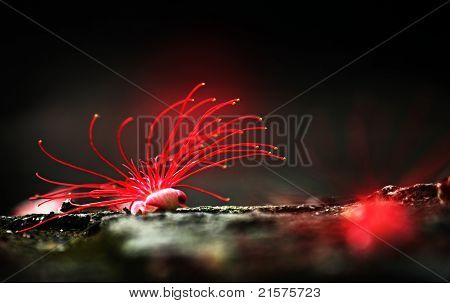 Rote Blumen