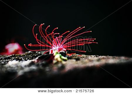 Rote Blumen